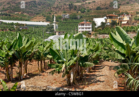 La Turquie du sud agricole agriculteur bananes bananier arbres entre Antalya et Alanya Banque D'Images