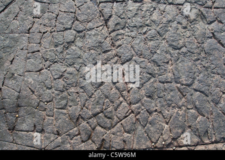 Rock texture à Kimmeridge Bay, Dorset, Angleterre Banque D'Images