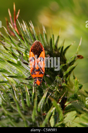 Le rouge et le noir la matricaire inodore, Corizus hyoscyami, Rhopalinae, Rhopalidae, Heteroptera, Hémiptères. Banque D'Images