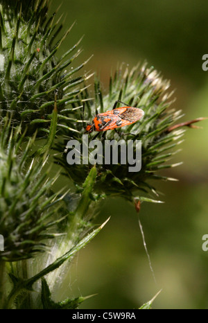 Le rouge et le noir la matricaire inodore, Corizus hyoscyami, Rhopalinae, Rhopalidae, Heteroptera, Hémiptères. Banque D'Images