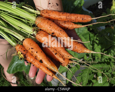 Carottes biologiques cultivés sur place. UK Banque D'Images