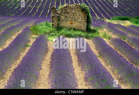 France, Provence, Valensole, champ de lavande et maison en pierre Banque D'Images