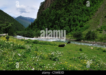 Fleurs sauvages et le bétail le long d'un ruisseau de montagne. Au Sichuan, en Chine. Banque D'Images