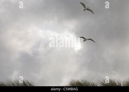 Allemagne, Schleswig Holstein, Amrum, mouettes sur plage Banque D'Images