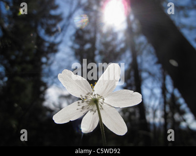 Allemagne, Bavière, Close up of wood anemone fleur avec lens flare Banque D'Images