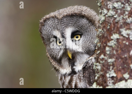 Chouette lapone, Laponie Owl (Strix nebulosa), autour de peering arbre. Banque D'Images