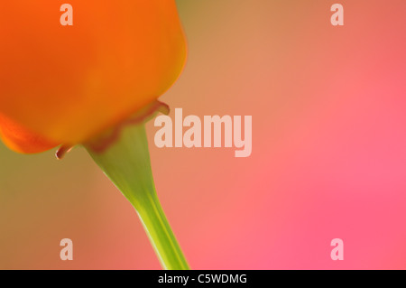 Californie golden poppies (Eschscholzia californica), close-up Banque D'Images