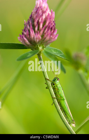 Sauterelle (Chorthippus parallelus) assis sur le trèfle rouge (Trifolium pratense), close-up Banque D'Images