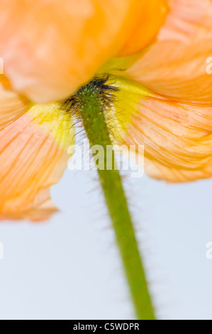 L'Islande pavot (Papaver nudicaule), close-up Banque D'Images