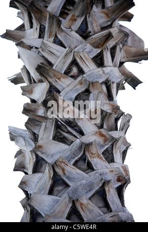 Turquie, Alanya, palmier dattier (Phoenix dactylifera), close up Banque D'Images