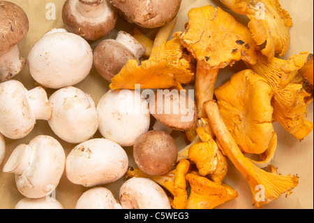 Champignons sur conseil de cuisine, elevated view Banque D'Images