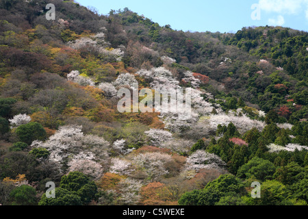 Les cerisiers en fleurs à Kyoto, Arashiyama, Kyoto, Japon Banque D'Images