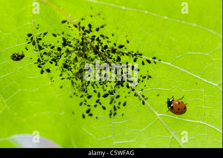 Coccinelles se nourrissent de pucerons sur la face inférieure d'une feuille d'haricot Banque D'Images