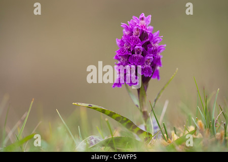 Heath Spotted Orchid (Dactylorhiza maculata), violet fleur. Shetland, Ecosse, Grande-Bretagne. Banque D'Images