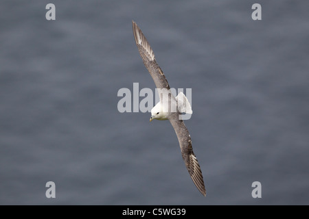 Le Fulmar boréal (Fulmarus glacialis). Des profils en vol au-dessus de la mer, Shetland, Ecosse, Grande-Bretagne. Banque D'Images