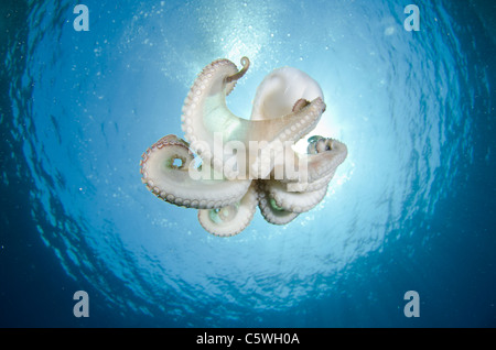 Poulpe commun, Octopus vulgaris, Kornati, Croatie, Méditerranée Banque D'Images