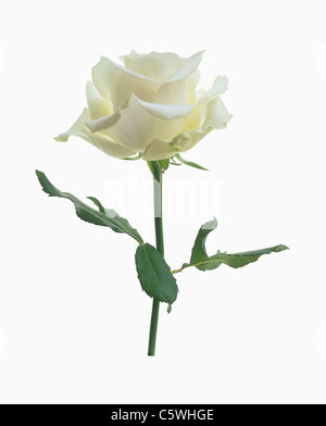 Rose blanche against white background, Close up Banque D'Images