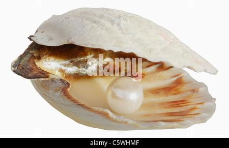 Pearl en coquille vide against white background, Close up Banque D'Images