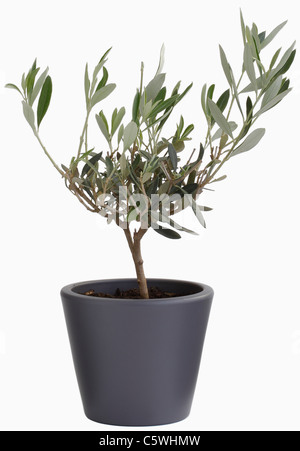 Olivier en pot de fleur against white background, Close up Banque D'Images