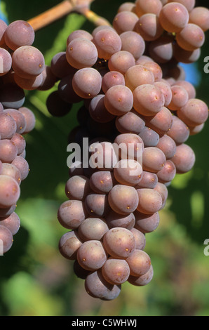 France, Alsace, raisins, Close up Banque D'Images