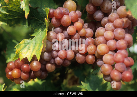 France, Alsace, raisins, Close up Banque D'Images
