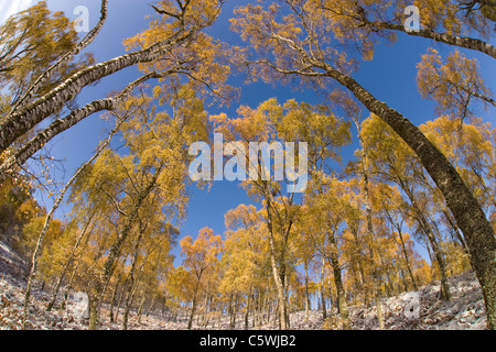 Le bouleau verruqueux (Betula pendula), de forêt en automne. Craigellachie National Nature Reserve, Ecosse, Grande-Bretagne. Banque D'Images