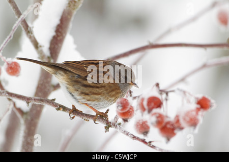 Hedgesparrow Couverture, Nid, Accentor (Prunella modularis), adulte perchés dans apple tree crabe dans la neige. Banque D'Images