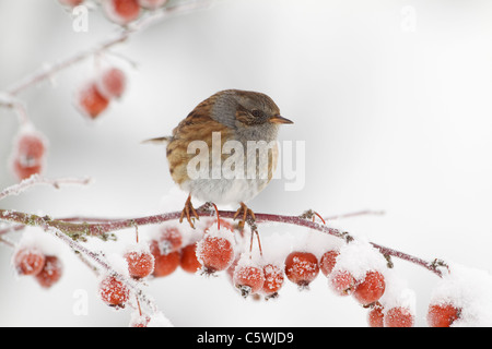 Hedgesparrow Couverture, Nid, Accentor (Prunella modularis), adulte perchés dans apple tree crabe dans la neige. Banque D'Images