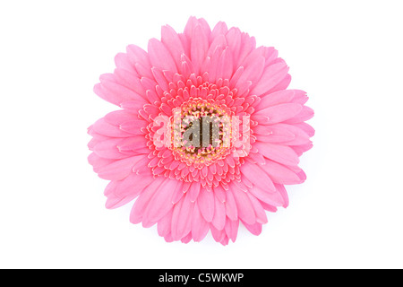 Gerbera rose sur fond blanc. Banque D'Images