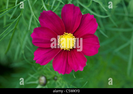 Cosmos bipinnatus fleur. Banque D'Images