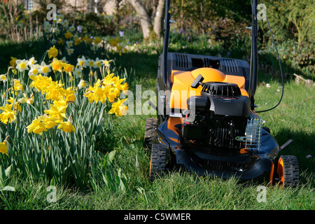 Une tondeuse à proximité d'un lit mélangé de jonquilles. Banque D'Images