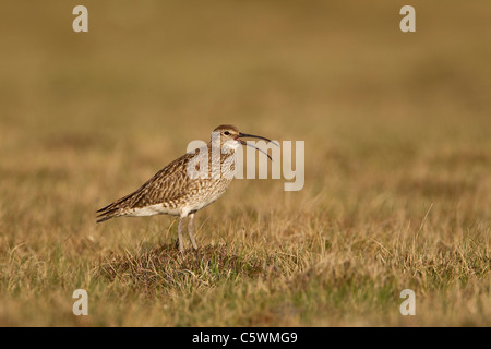 Courlis corlieu (Numenius phaeopus), appelant les adultes de reproduction, Shetland, Ecosse, Grande-Bretagne. Banque D'Images