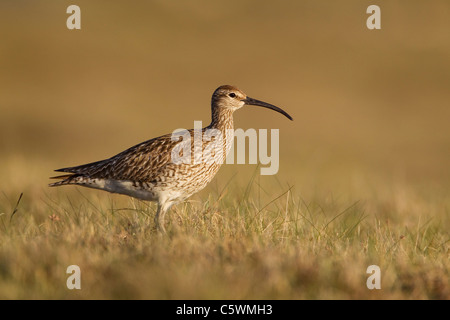 Courlis corlieu (Numenius phaeopus), des profils sur les sites de reproduction, Shetland, Ecosse, Grande-Bretagne. Banque D'Images