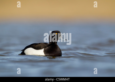 Fuligule morillon (Aythya fuligula), mâle adulte sur l'eau. Banque D'Images