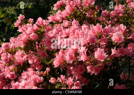 Azalea japonica en fleurs dans un jardin. Banque D'Images