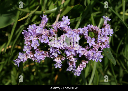 La lavande de mer commun Limonium vulgare Banque D'Images