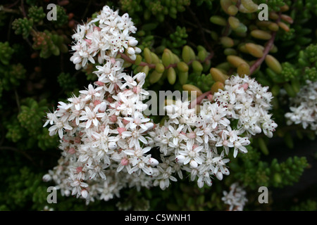 English Stonecrop Sedum anglicum de plus en Pays de Galles Banque D'Images