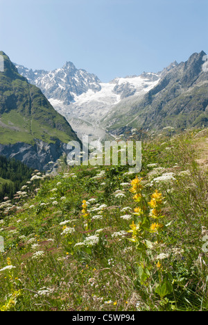 Grande Gentiane jaune Gentiana lutea et vue sur le glacier de l'A Neuve Val Ferret suisse Banque D'Images