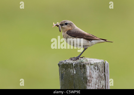 Traquet motteux (Oenanthe oenanthe). Femme perché sur piquet avec de la nourriture pour les poussins. Banque D'Images