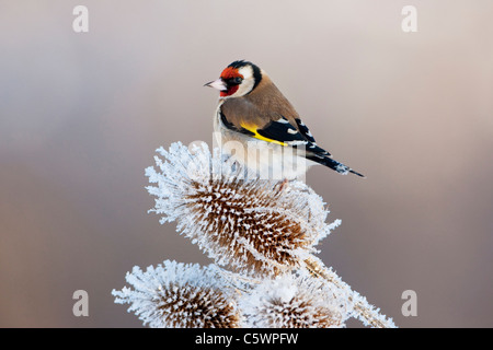 Chardonneret élégant (Carduelis carduelis). Perché sur adultes forst-couverts cardère. Banque D'Images