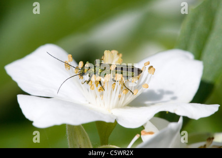 Fleur femelle pattes épaisses Beetle Oedemera nobilis seule femelle adulte reposant sur fleur Dorset, Royaume Uni Banque D'Images