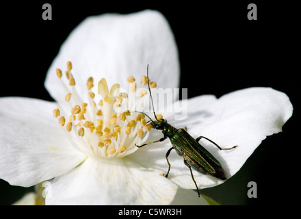 Fleur femelle pattes épaisses Beetle Oedemera nobilis seule femelle adulte mange une fleur Dorset, UK Banque D'Images