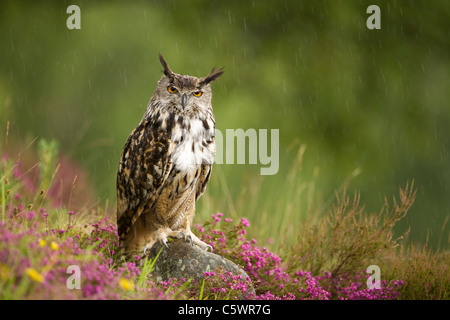 Grand-duc d'Europe (Bubo bubo) perché sur la roche entre heather dans de la pluie. L'Ecosse, Grande-Bretagne. Banque D'Images