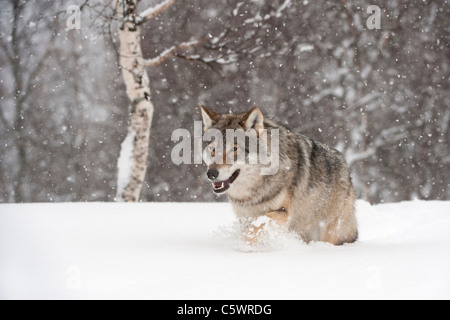 Le loup gris d'Europe (Canis lupus) marche à travers la neige profonde (prises dans des conditions contrôlées). La Norvège. Banque D'Images