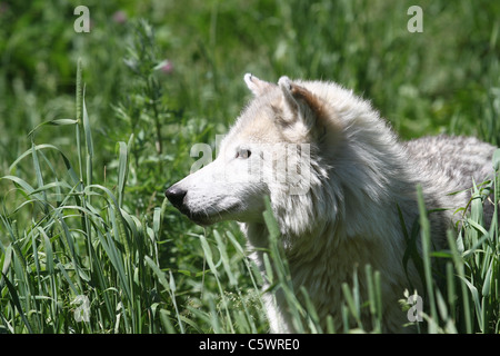 Loup gris dans les champs Banque D'Images