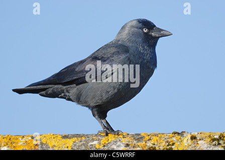 Choucas (Corvus monedula) sur un toit couvert de lichens Banque D'Images