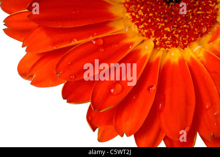 Macro Shot Daisy Gerber rouge des pétales avec de l'eau baisse, des Astéracées/Composées ( ) Banque D'Images