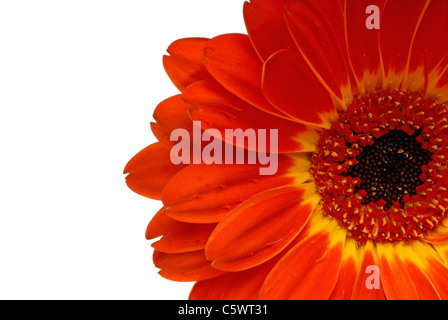 Close Up plan macro sur une marguerite, Gerber rouge isolé sur fond blanc avec Copyspace ( ) des Astéracées/Composées Banque D'Images