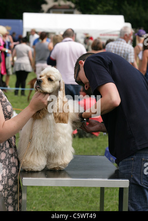 Cocker américain seul adulte à un amusant dog show UK Banque D'Images