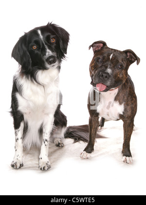 Border Collie et staffordshire bull terrier deux adultes assis dans un studio UK Banque D'Images